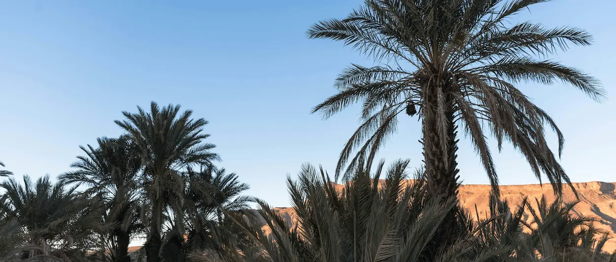 Palm trees in front of a blue sky