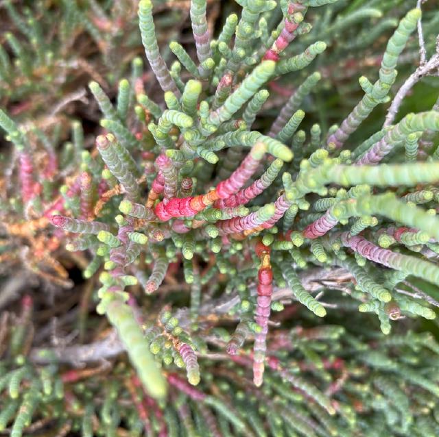  fleshy coastal plant