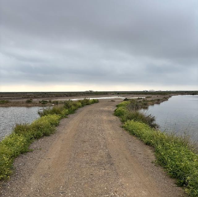an earth track between pools of water
