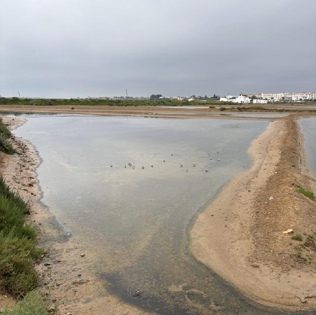  wading birds in a shallow pool