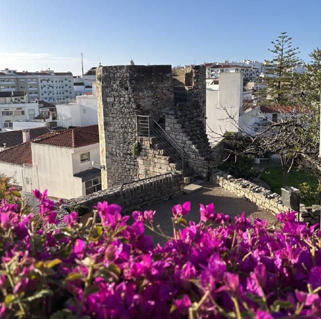  wading birds in a shallow pool