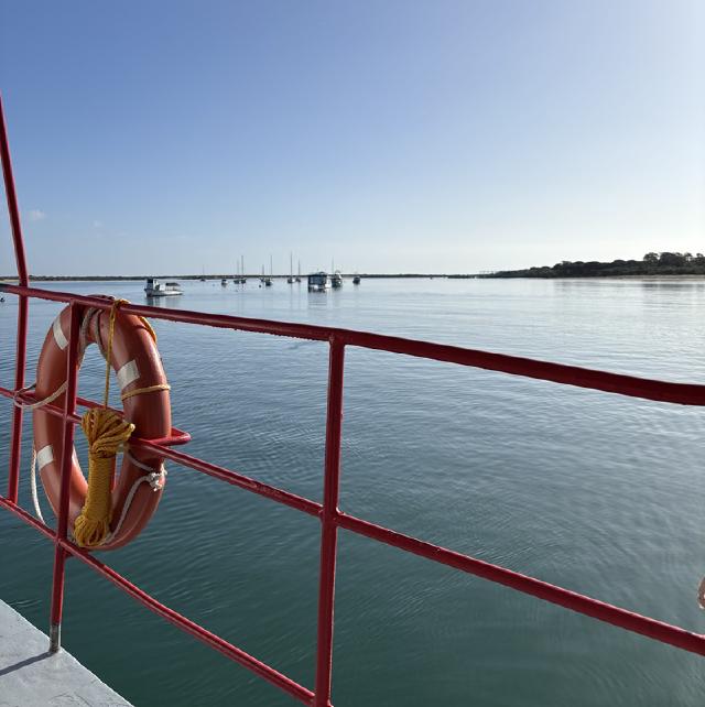  fleshy coastal plant