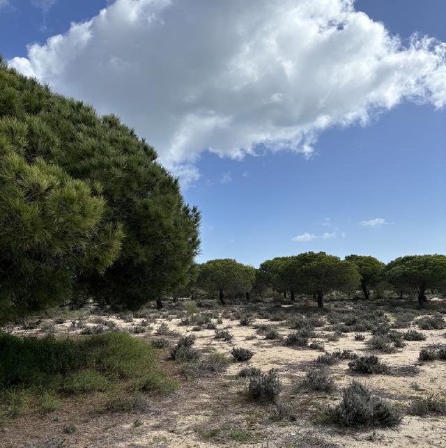  wading birds in a shallow pool