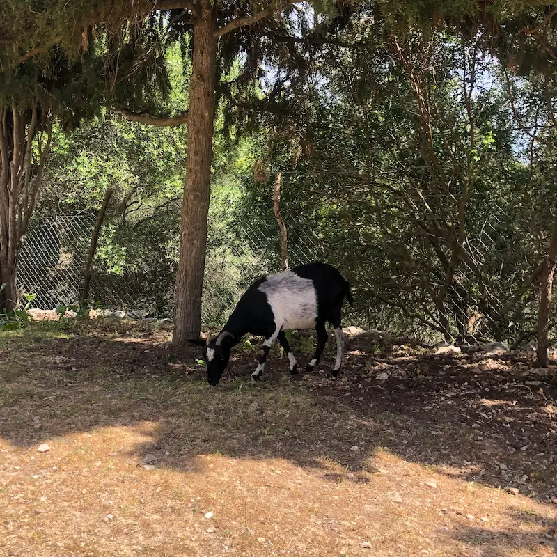 A goat grazing under a tree